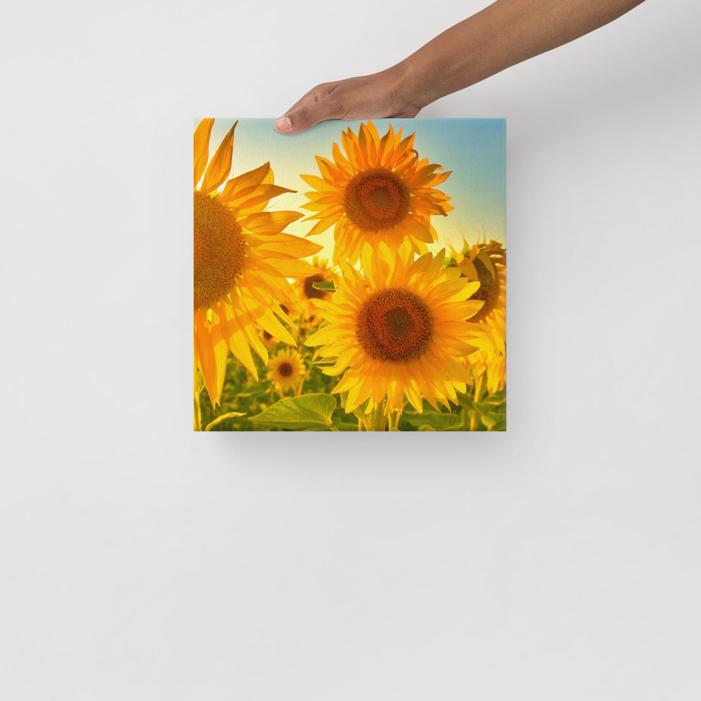 Sunflower Canvas