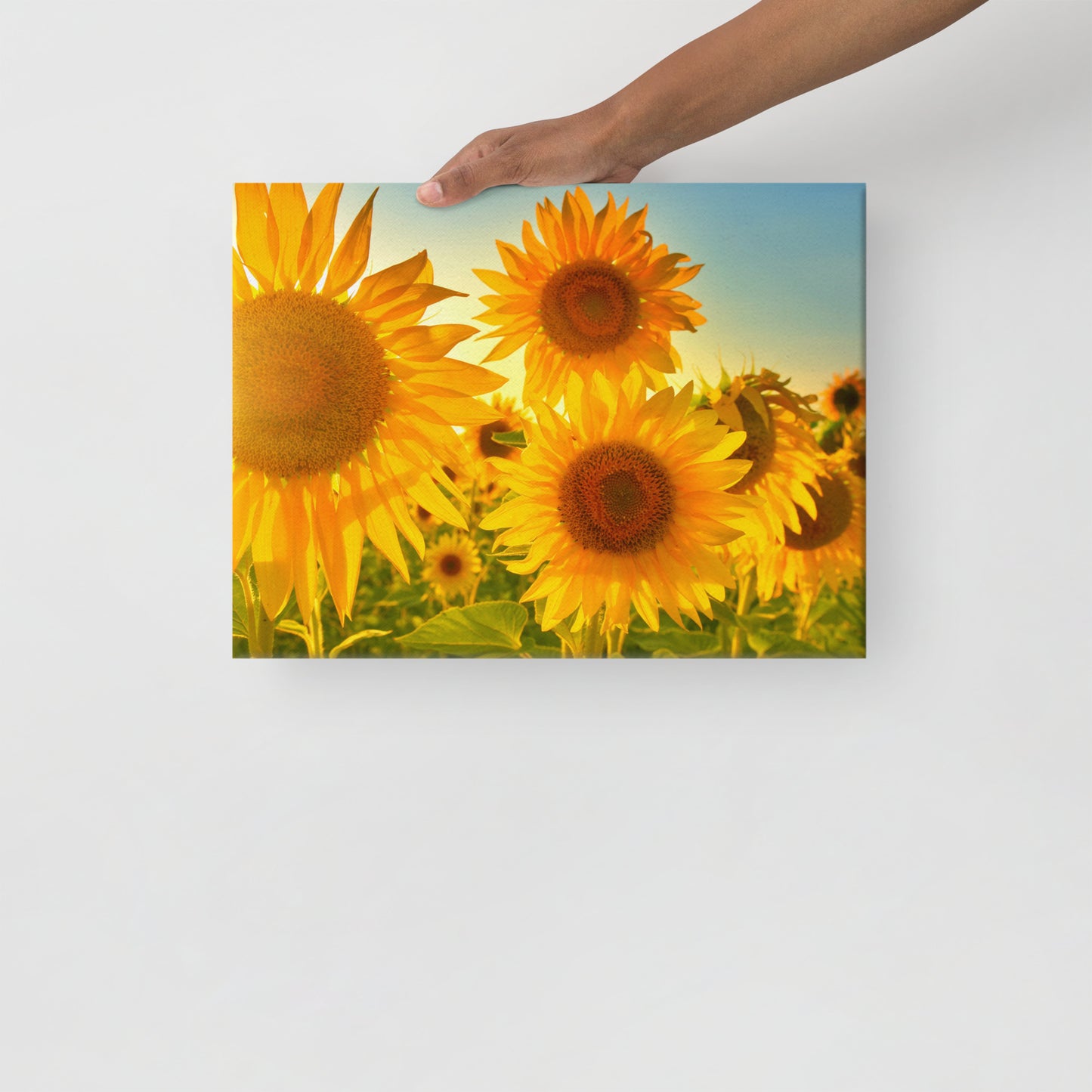 Sunflower Canvas