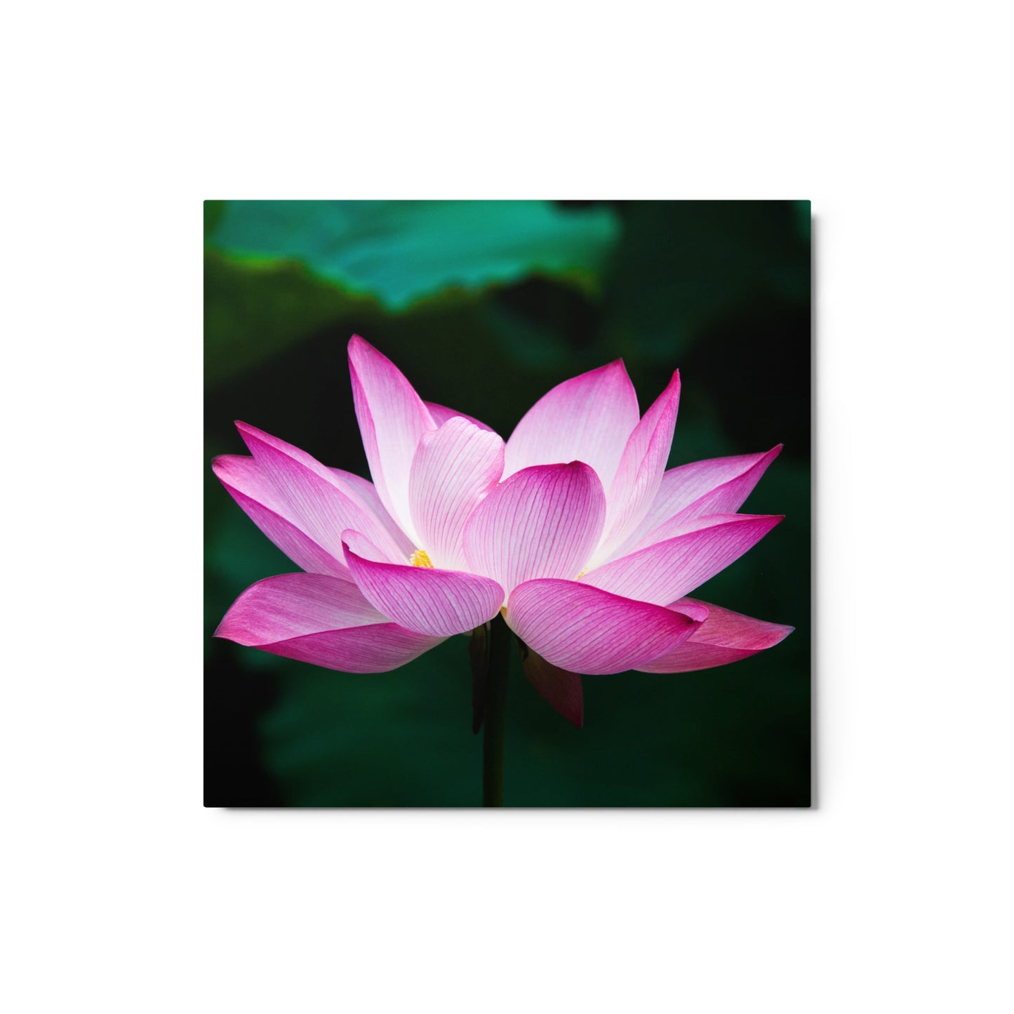 Lotus Flower Metal Print